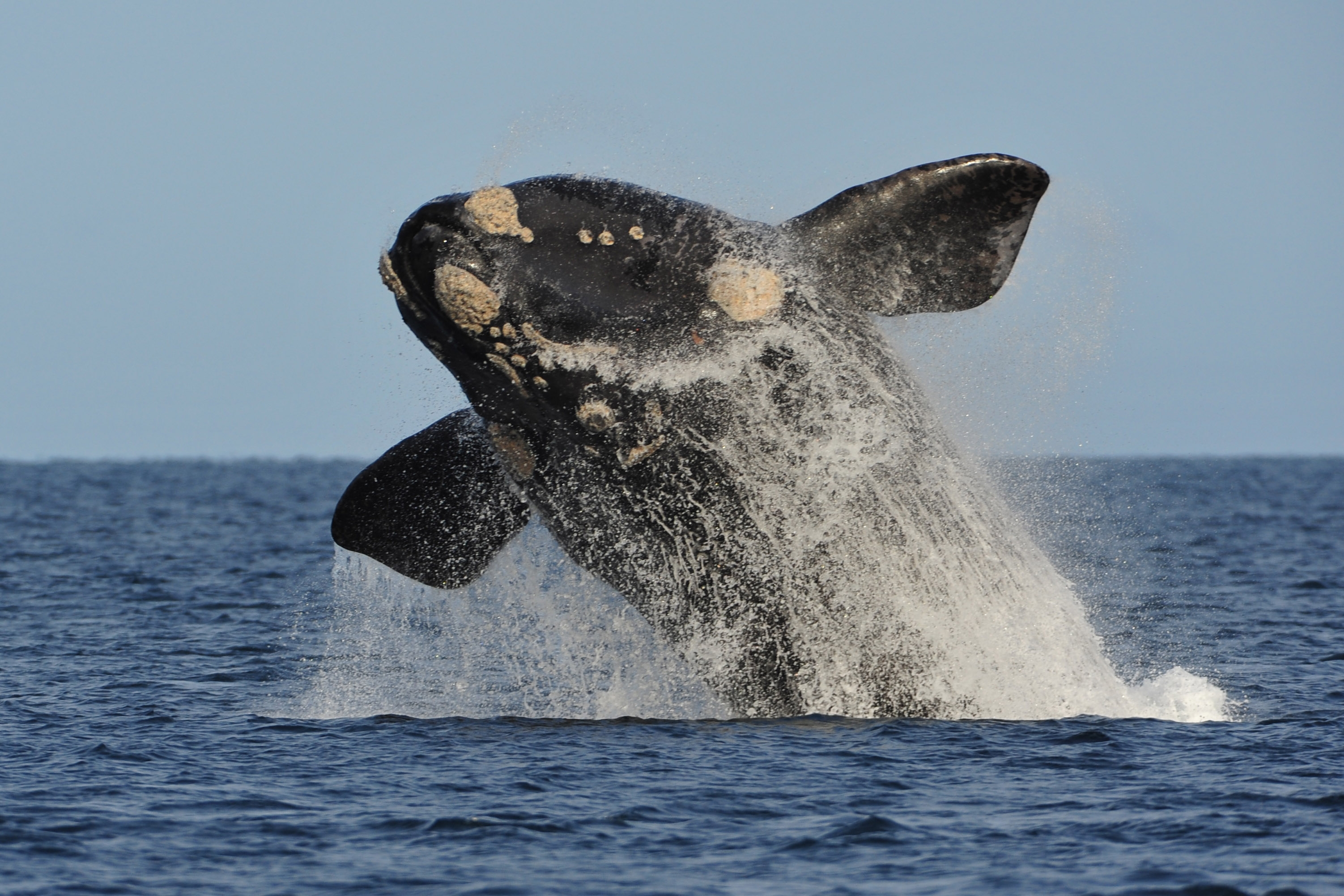 Llegaron las primeras ballenas de 2019 al Golfo Nuevo